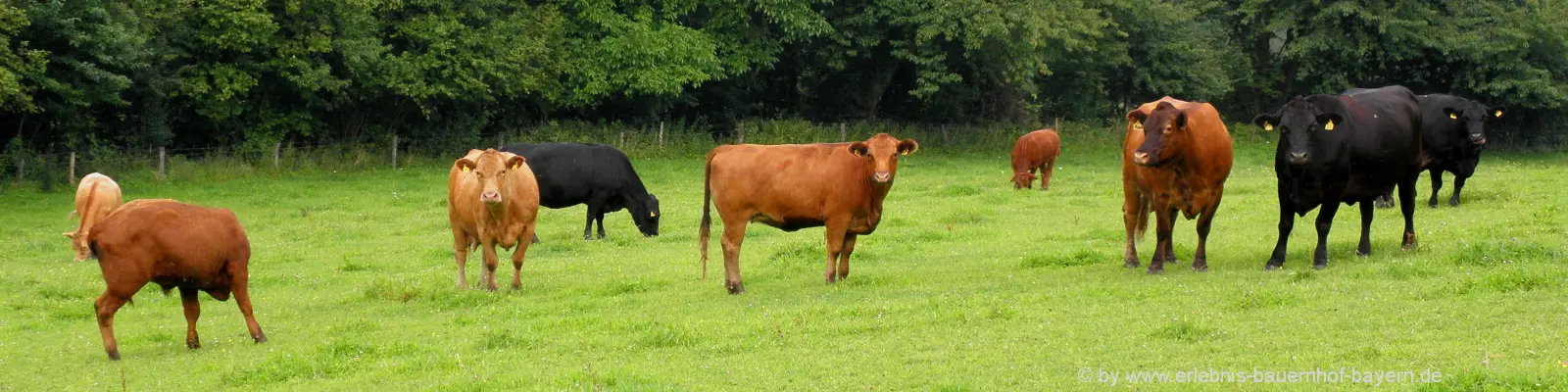 Bauernhofurlaub in Bayern Tiere Kuhweide Wese