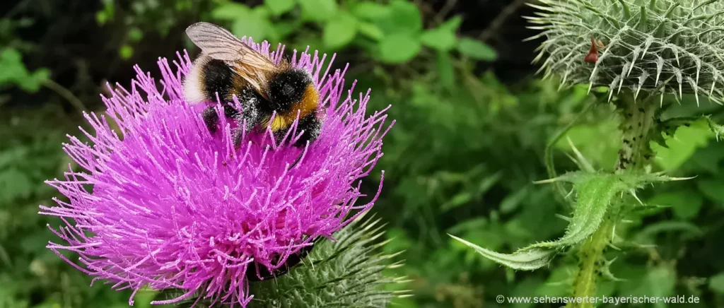 naturbilder-deutschland-blumen-fotos-hummel-pflanzen-bayern